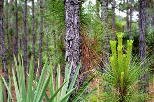 31_0002_0020.jpg - Janzen Park, FL, 2003
